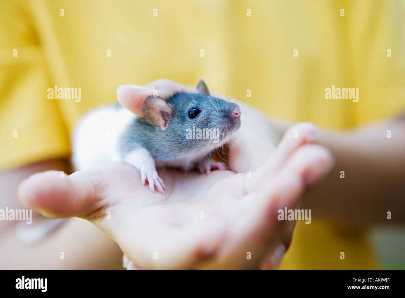 Rat piege hi-res stock photography and images - Alamy
