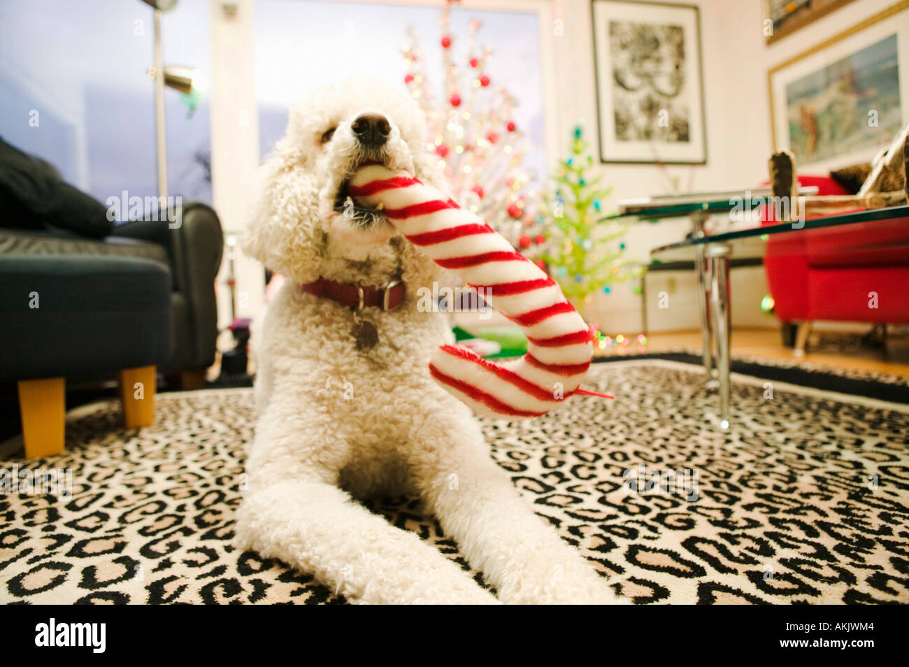 Poodle chewing on candy cane toy Stock Photo