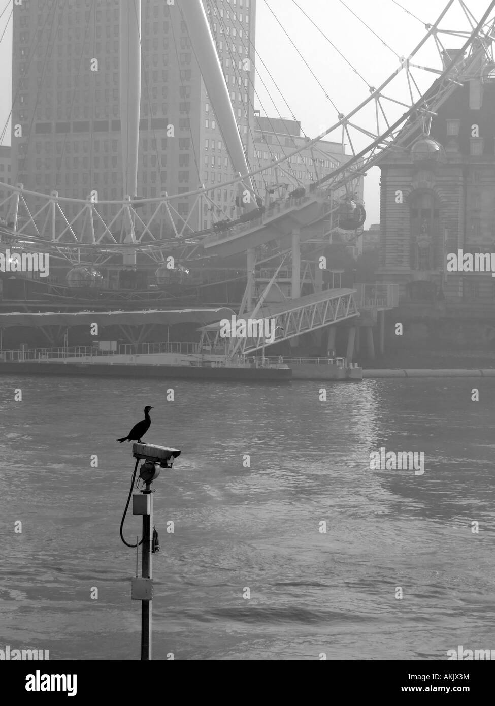 Cormorant by the River Thames, Victoria Embankment, London, England. Stock Photo