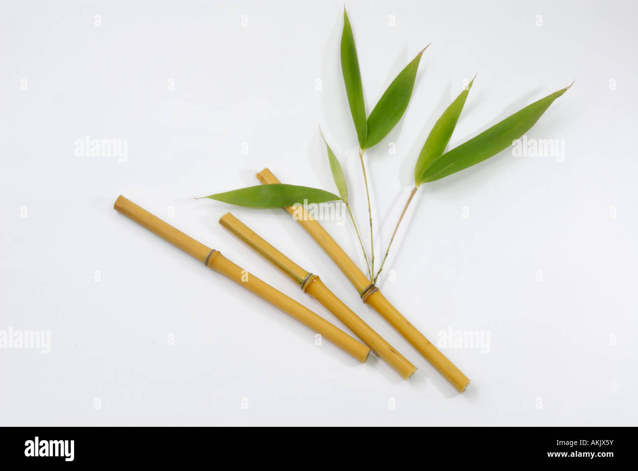 Bamboo (Bambusa sp.), stem with leaves, studio picture Stock Photo