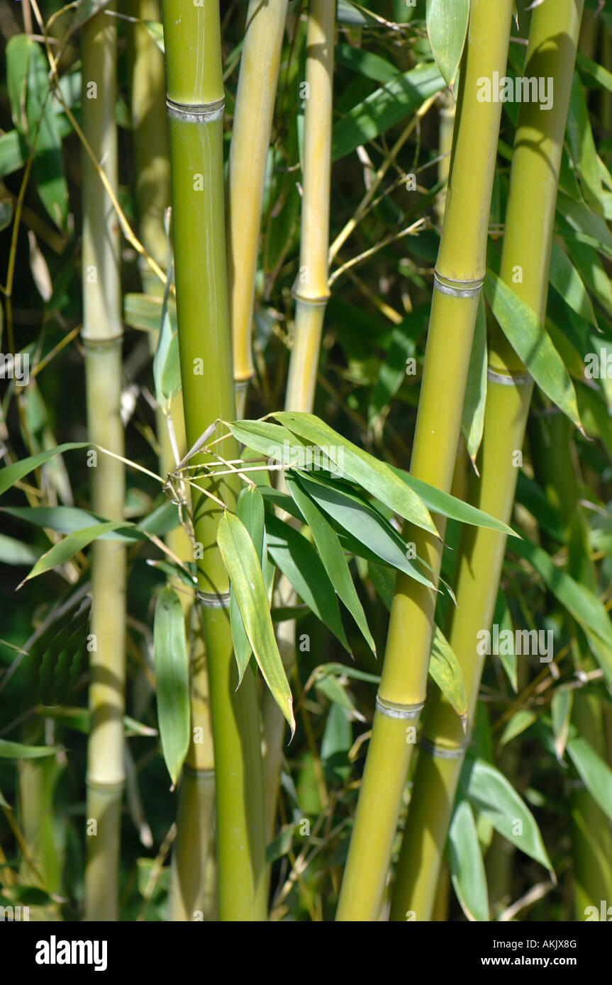 Bamboo Bambusa sp leaves and stems Stock Photo