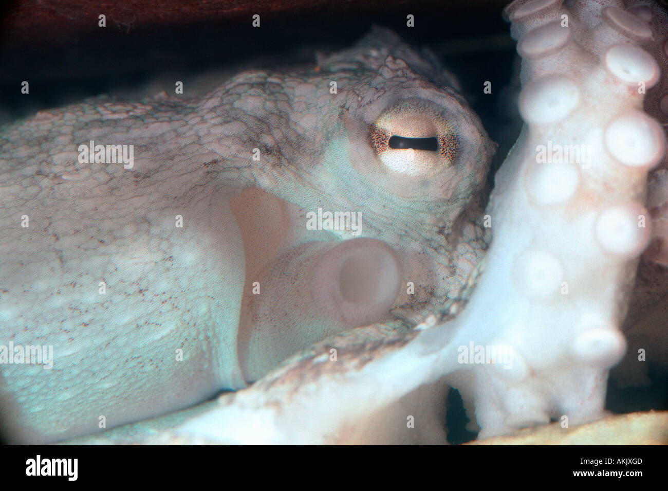 Common Octopus, Octopus vulgaris Stock Photo Alamy