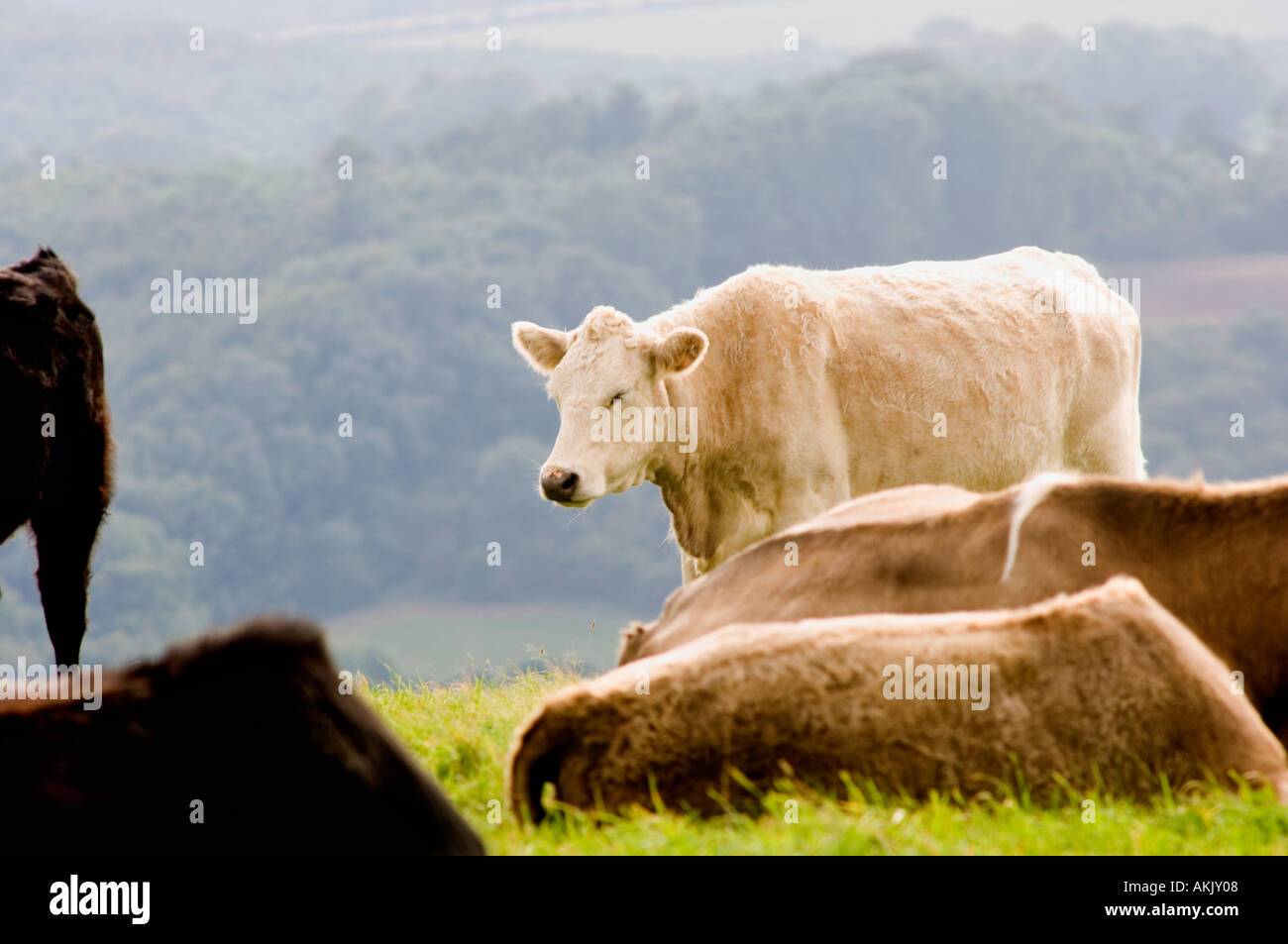 Cattle in a field Stock Photo - Alamy