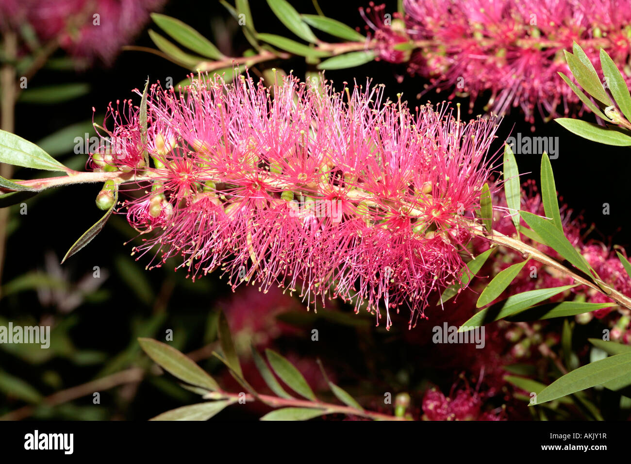 Callistemon cultivar 'Eureka'- Family Myrtaceae Stock Photo