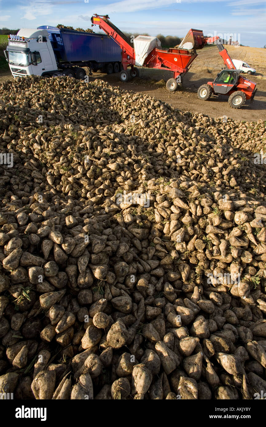 Sugar Beet Beta vulgaris harvesting Weybourne Norfolk November Stock Photo