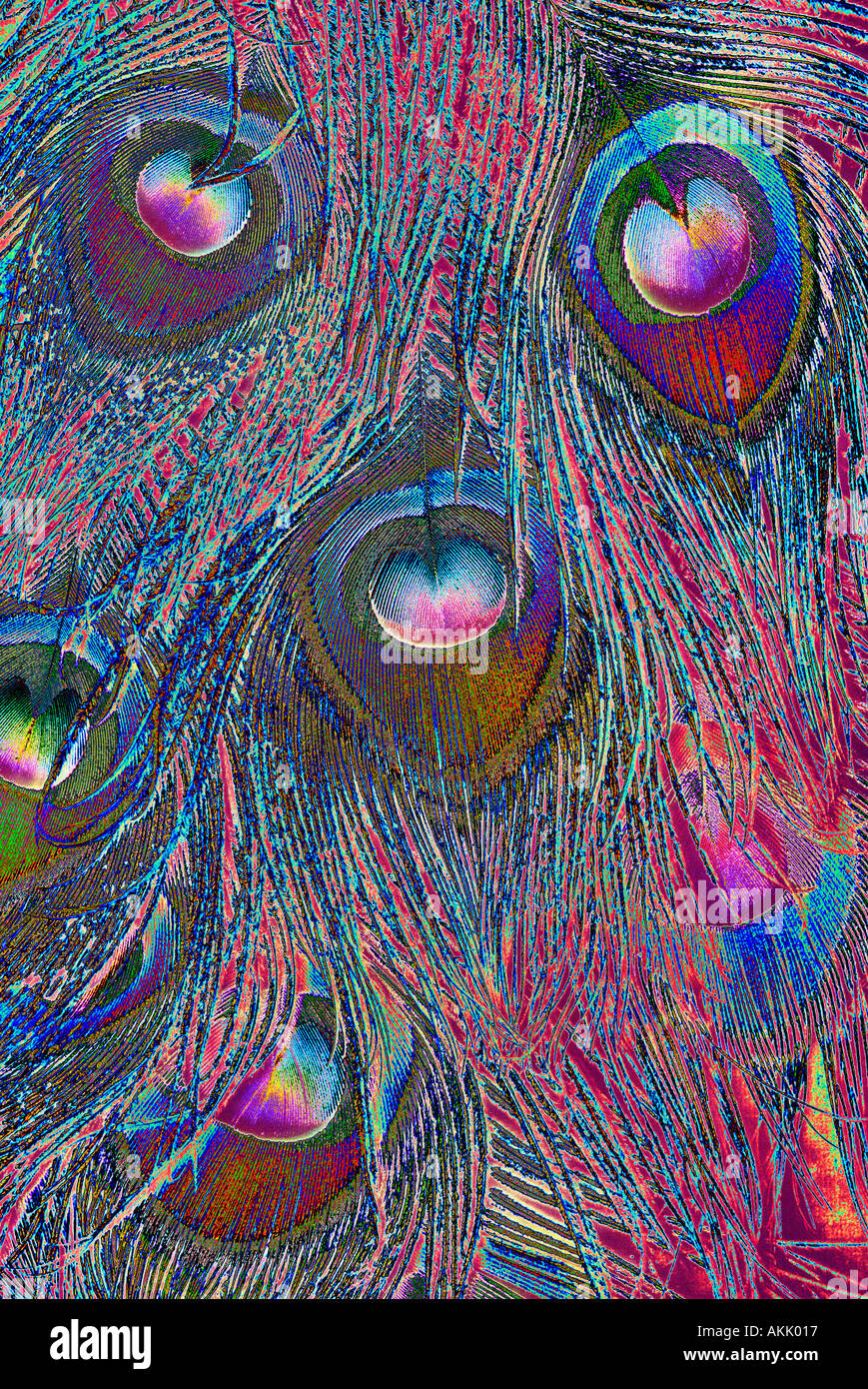 Peacock feather art hi-res stock photography and images - Alamy
