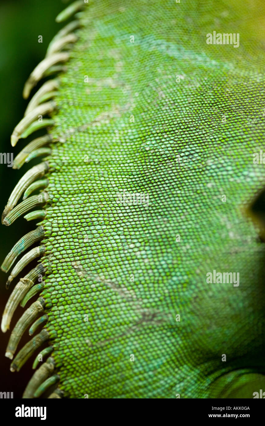Close-up of green scales on Water dragon Physignathus cocincinus Stock Photo