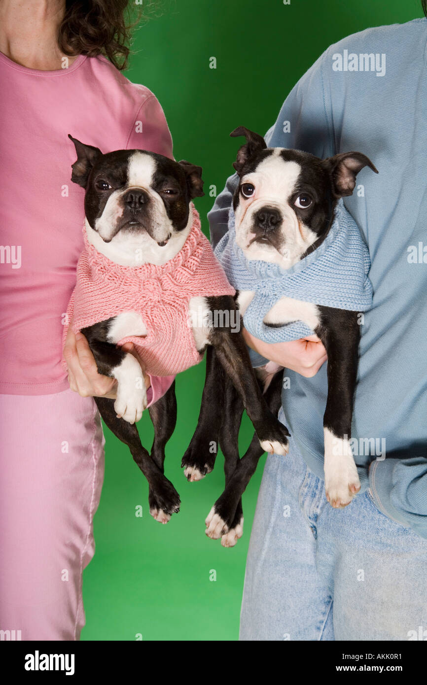 two dogs in sweaters