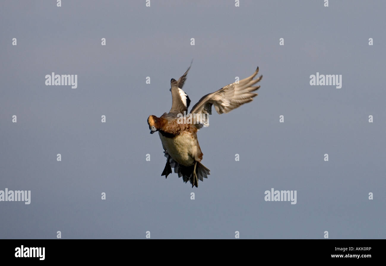 Wigeon Anas penelope Drake landing Stock Photo Alamy