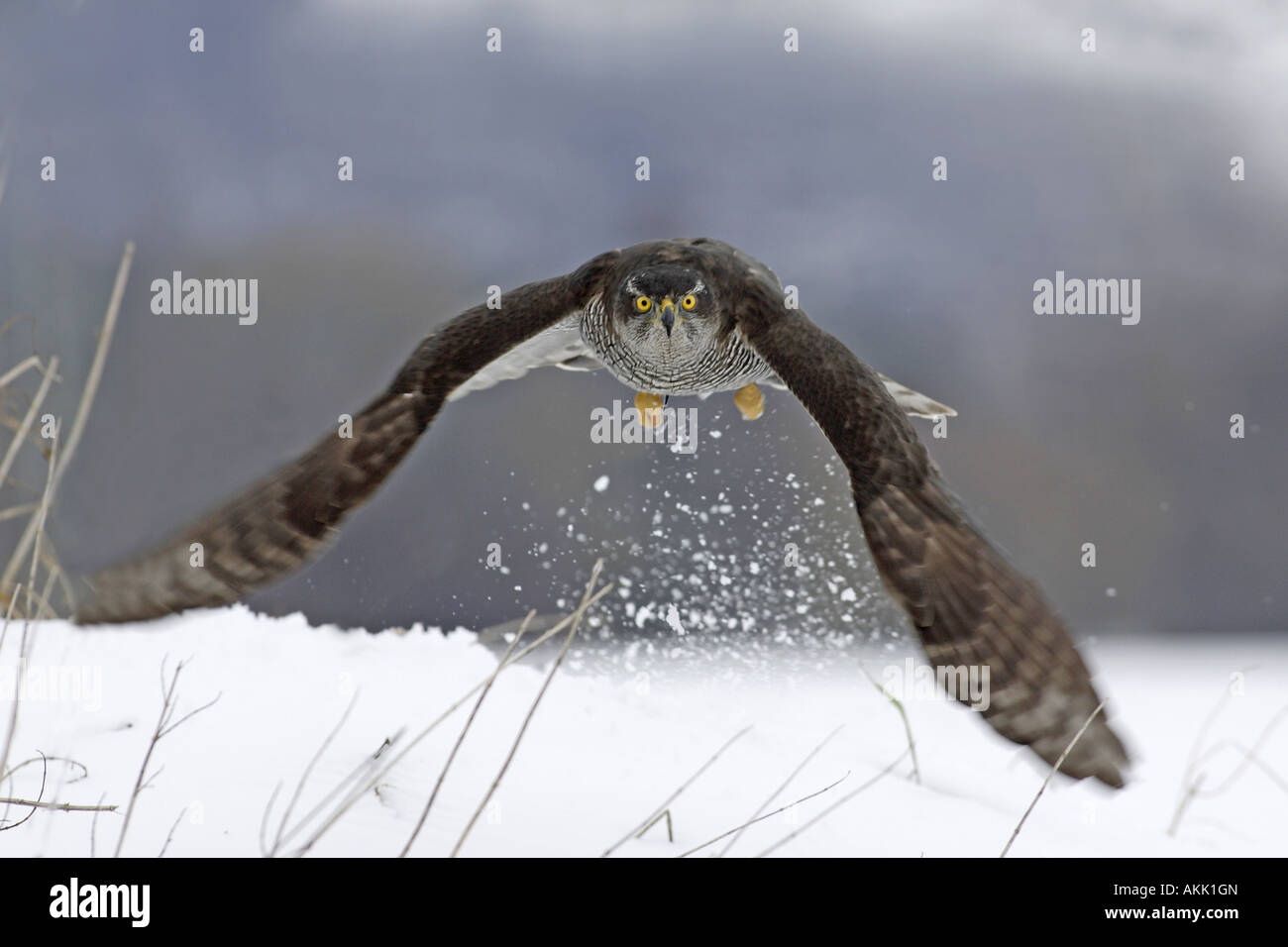 Goshawk (Accipiter gentilis), female starting from snow Stock Photo