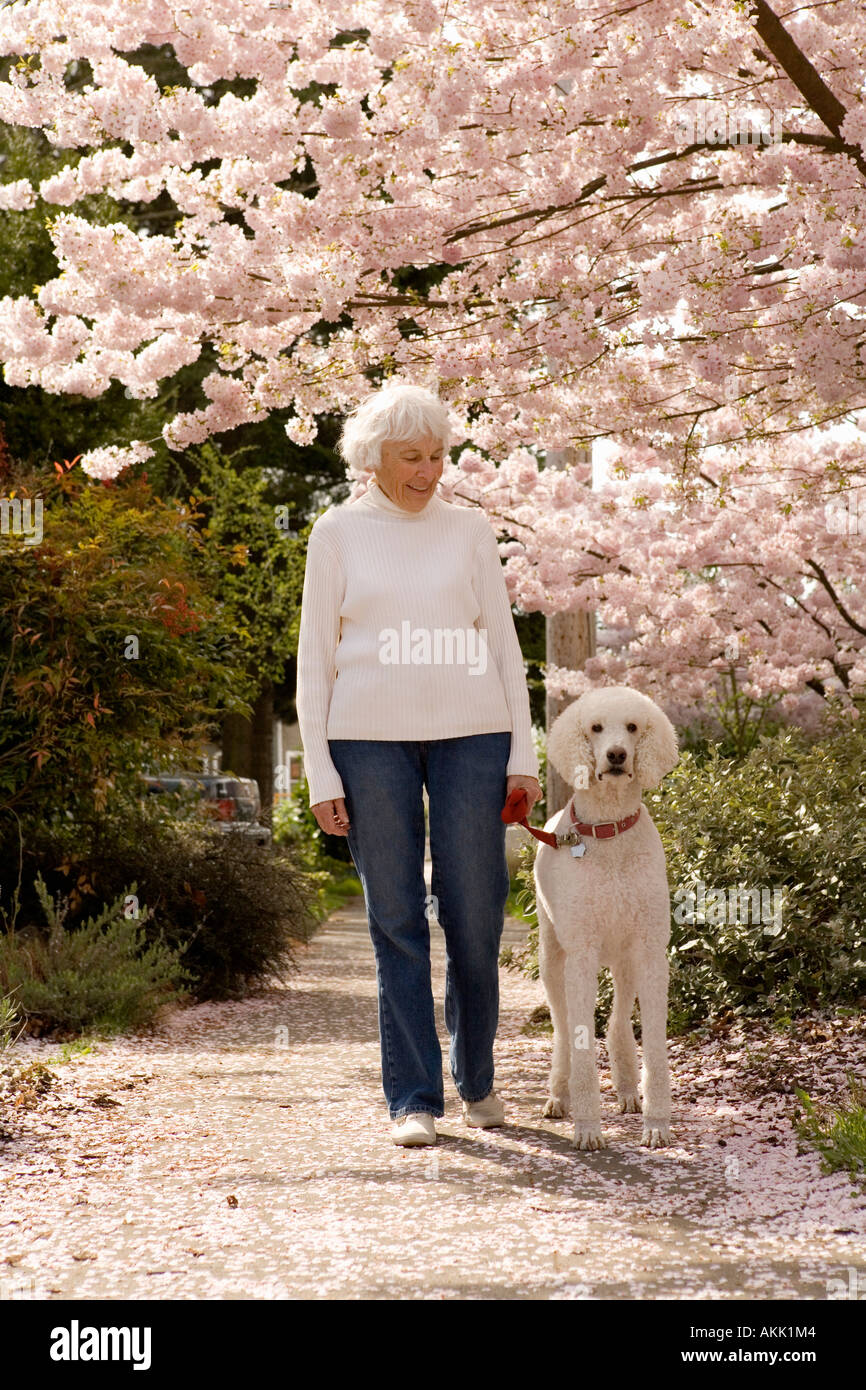 Senior woman walking dog Stock Photo