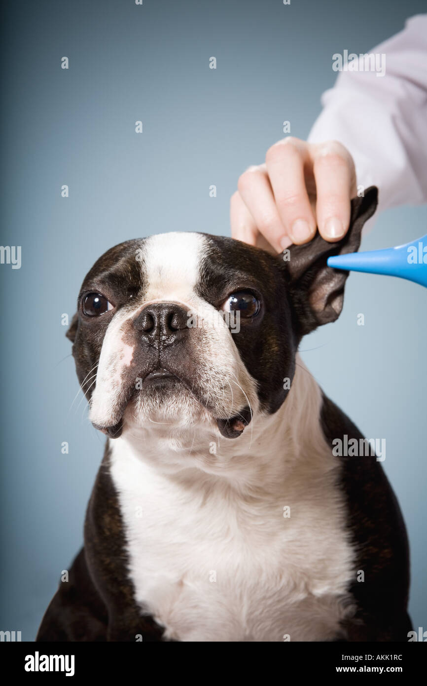 Portrait of dog getting ears cleaned Stock Photo Alamy