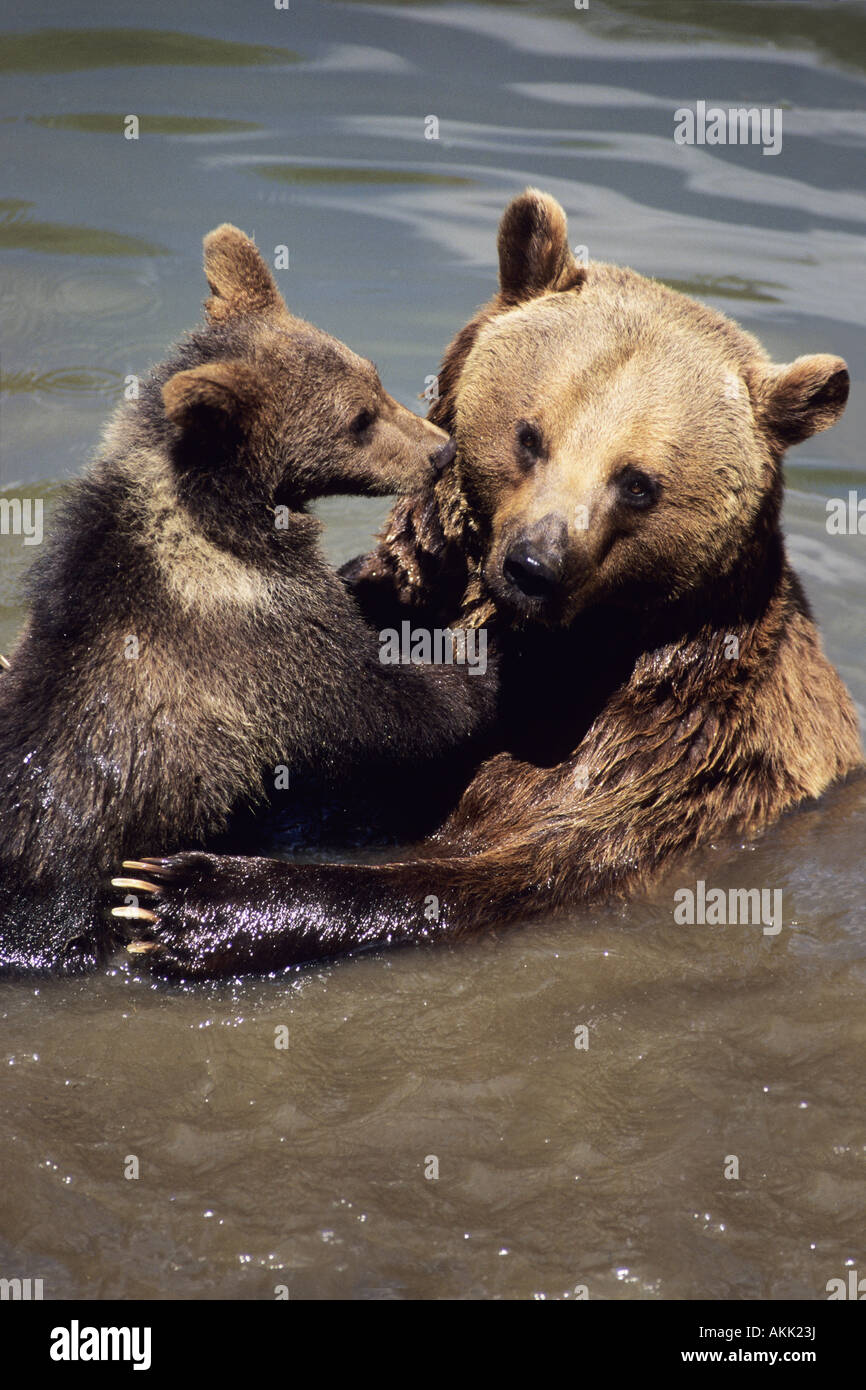 Brown Bear (Ursus arctos), cub playing with mother in water Stock Photo ...