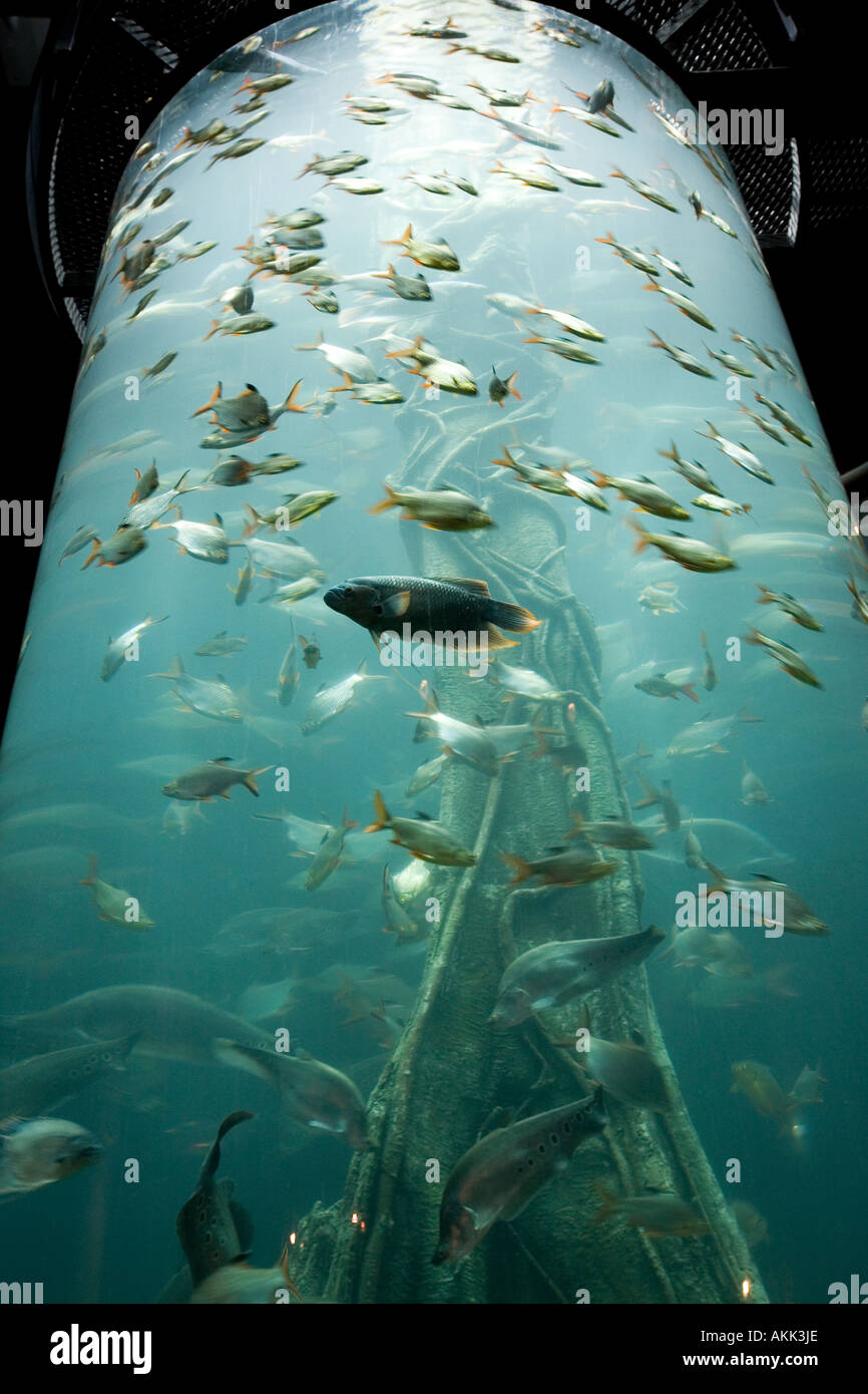 Aquarium tank in Aquaria, KLCC, Malaysia Stock Photo