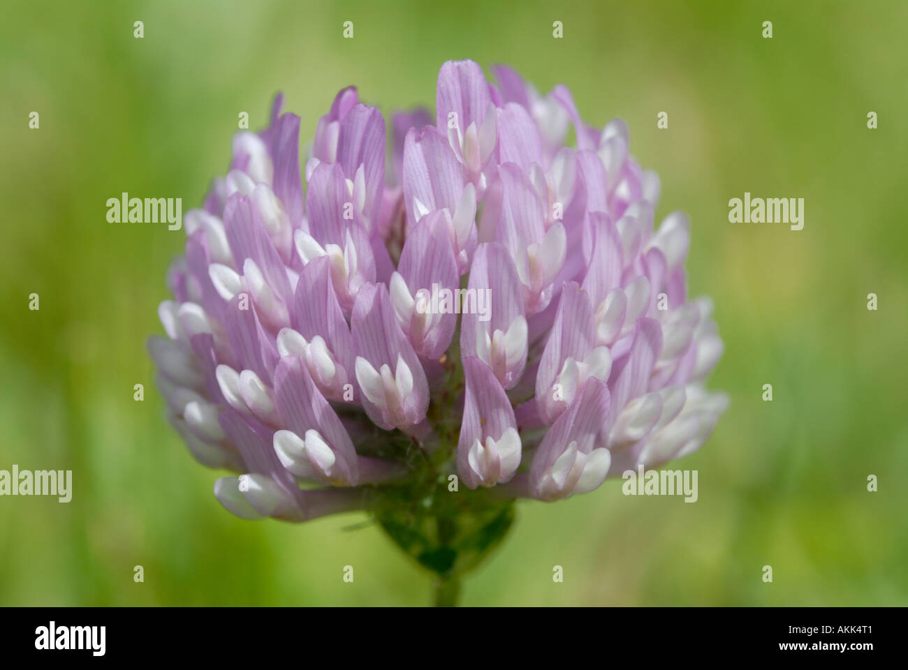 A flower head of red clover Trifolium pratense showing the pink purple flowers This is growing in a traditionally maintained ha Stock Photo
