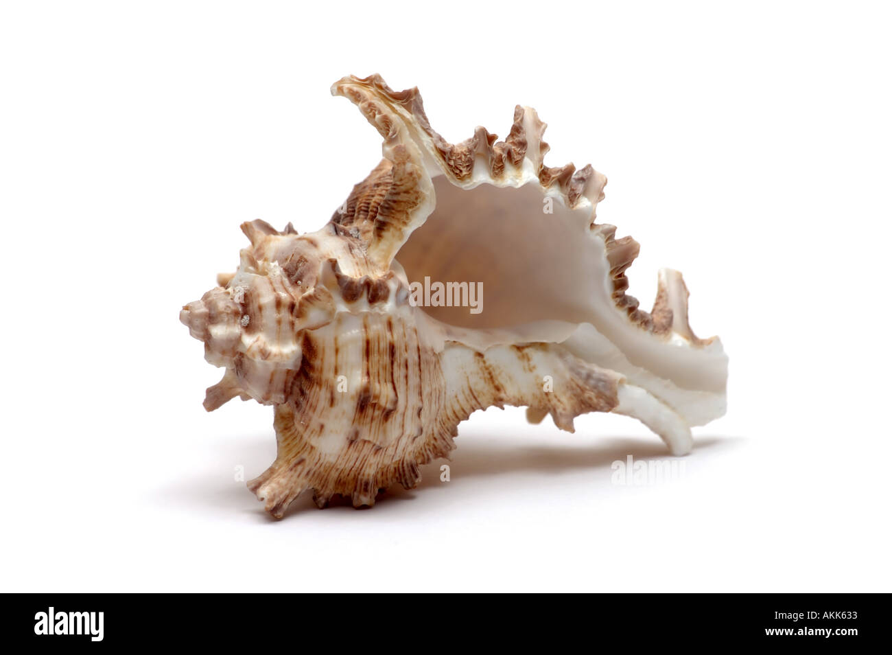 Sea shell on white background Stock Photo