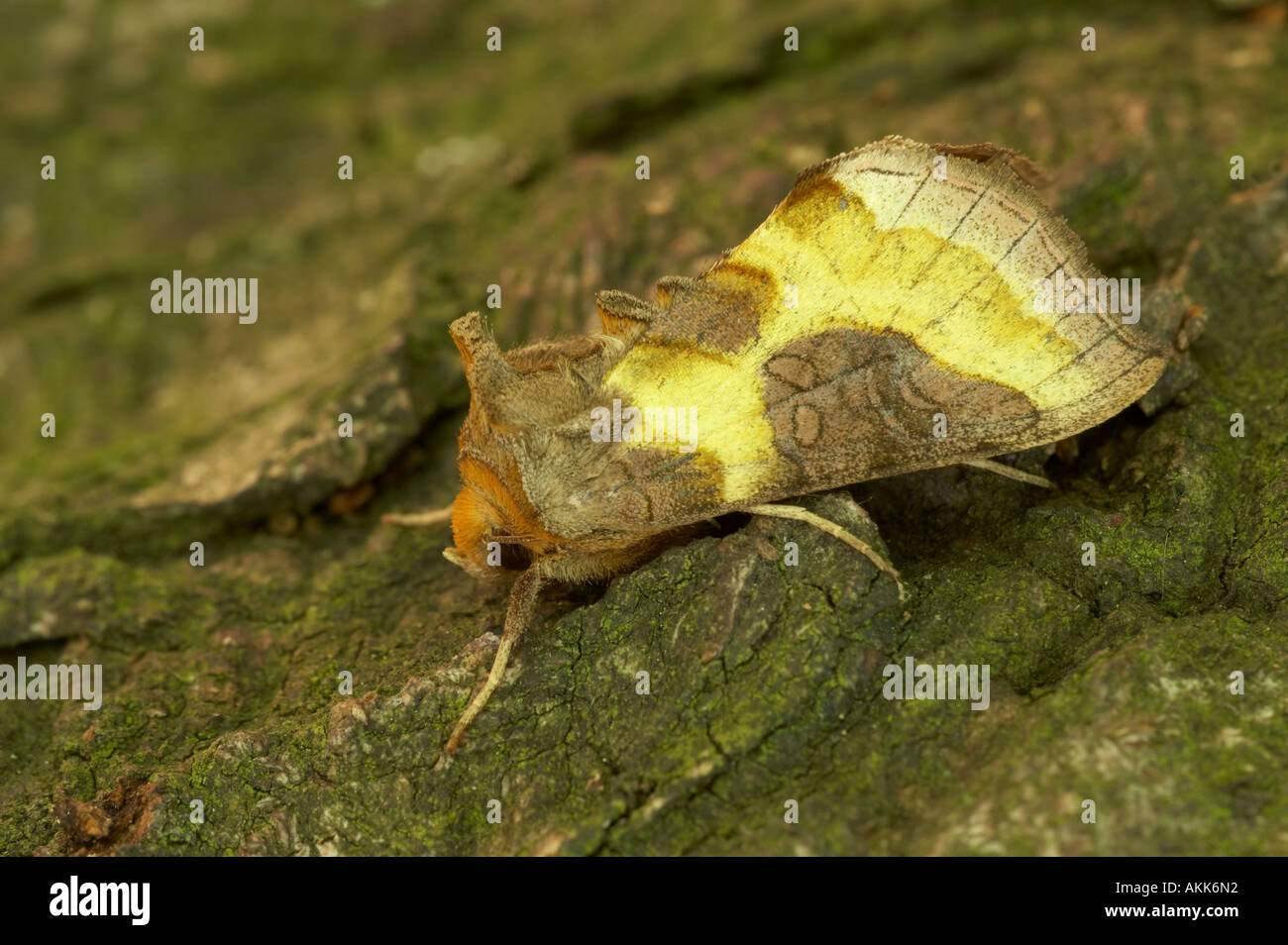 Burnished Brass - Diachrysia chrysitis Stock Photo