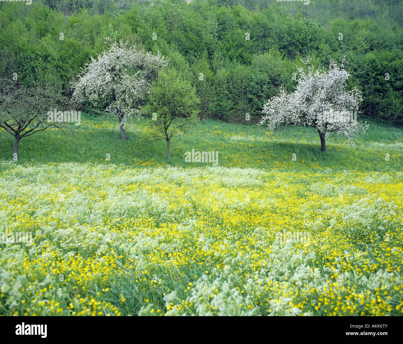 Apple trees Rothenburg Germany Stock Photo