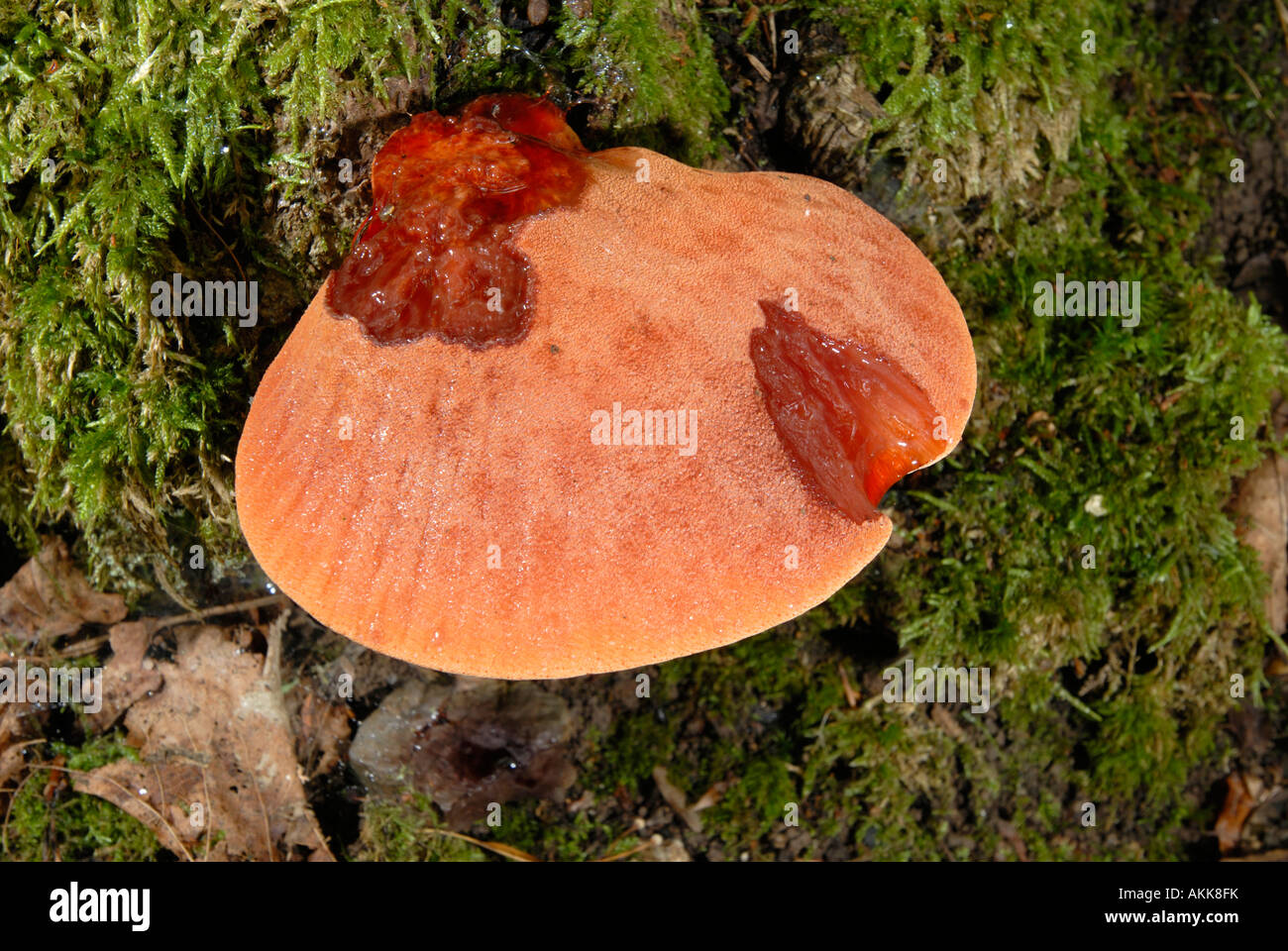 Beefsteak Fungus, Rusty Oak Fungus (Fistulina hepatica) Stock Photo