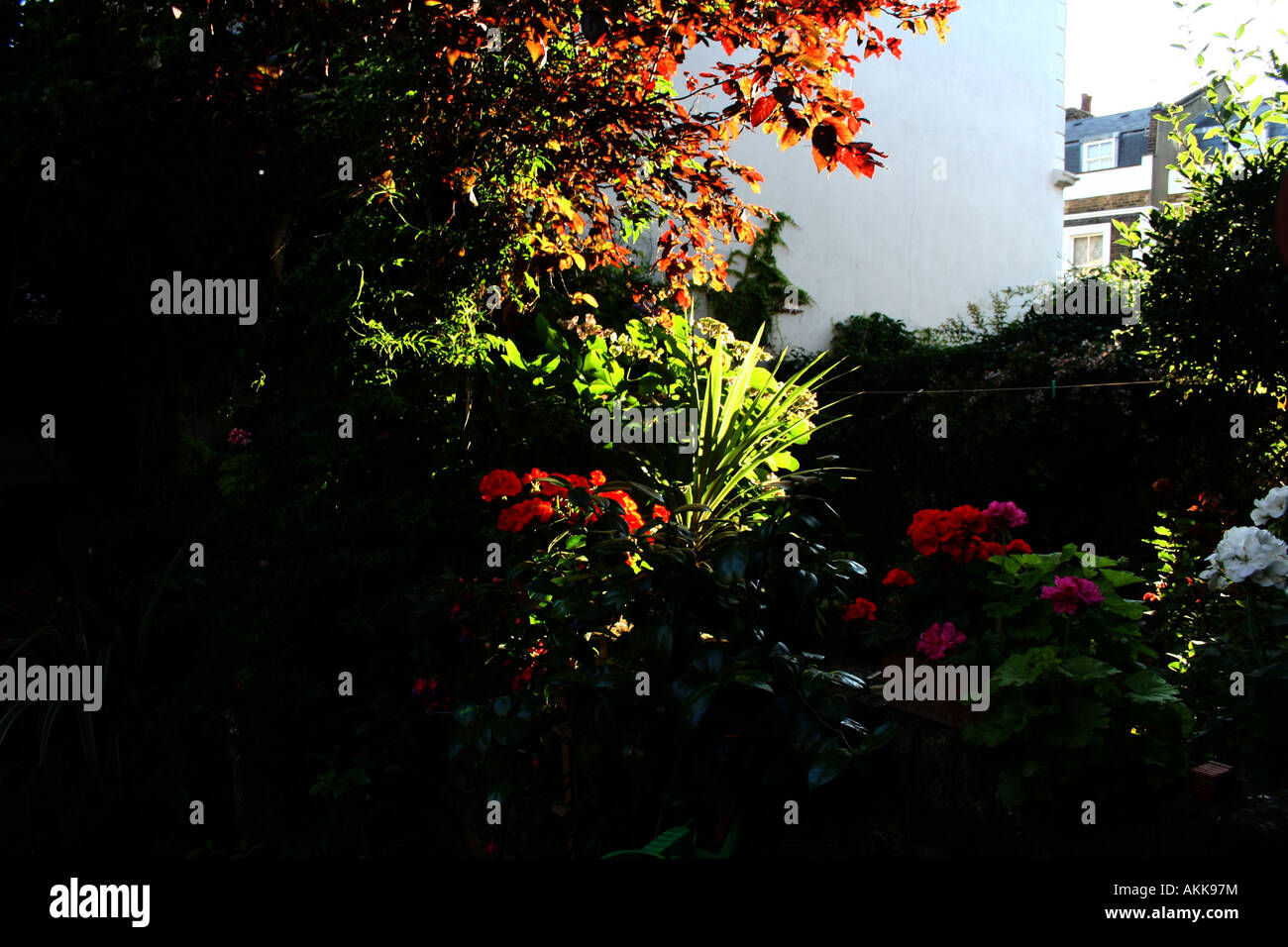 Early morning sun in English garden Stock Photo