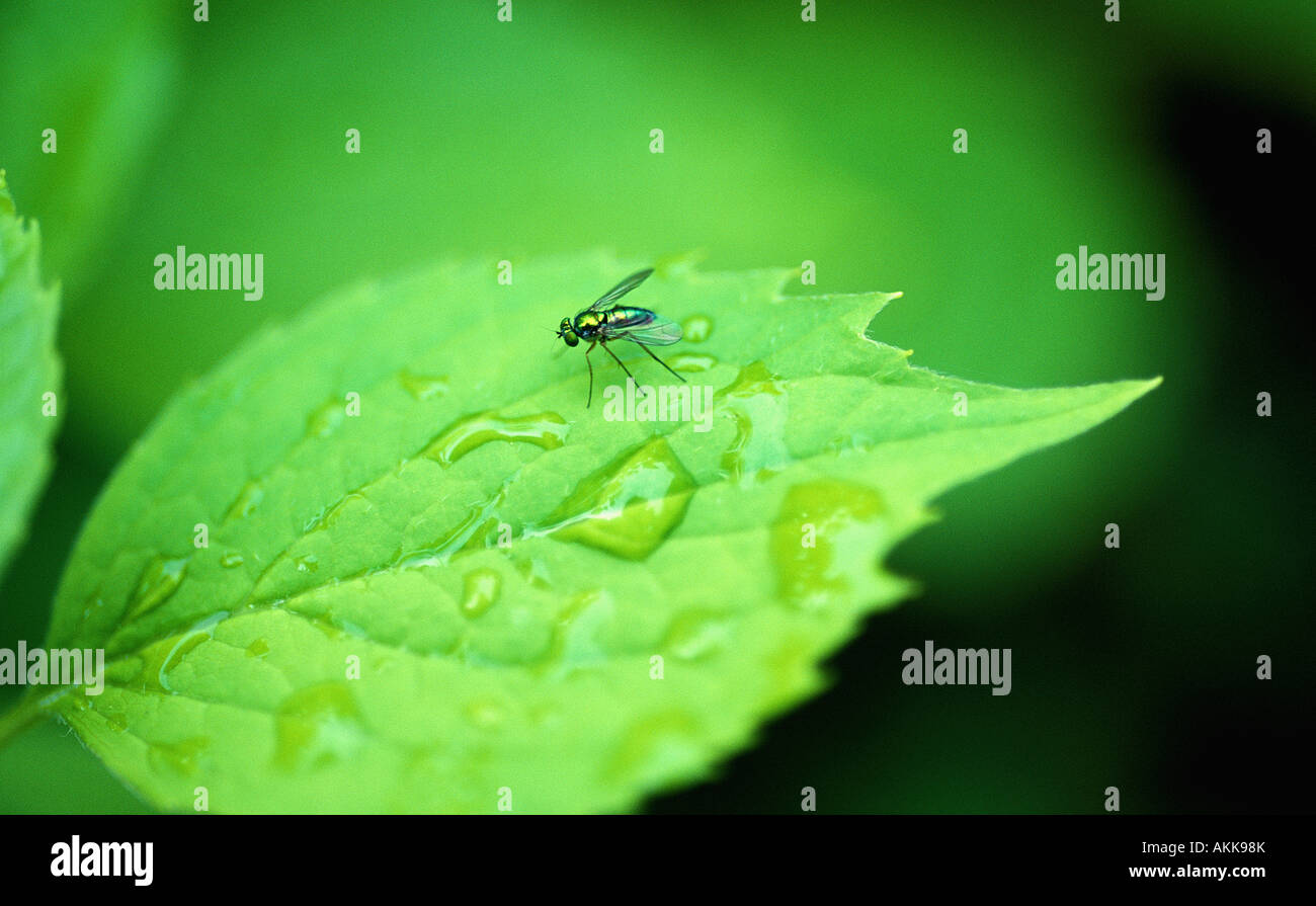 Young Common Fly Stock Photo - Alamy