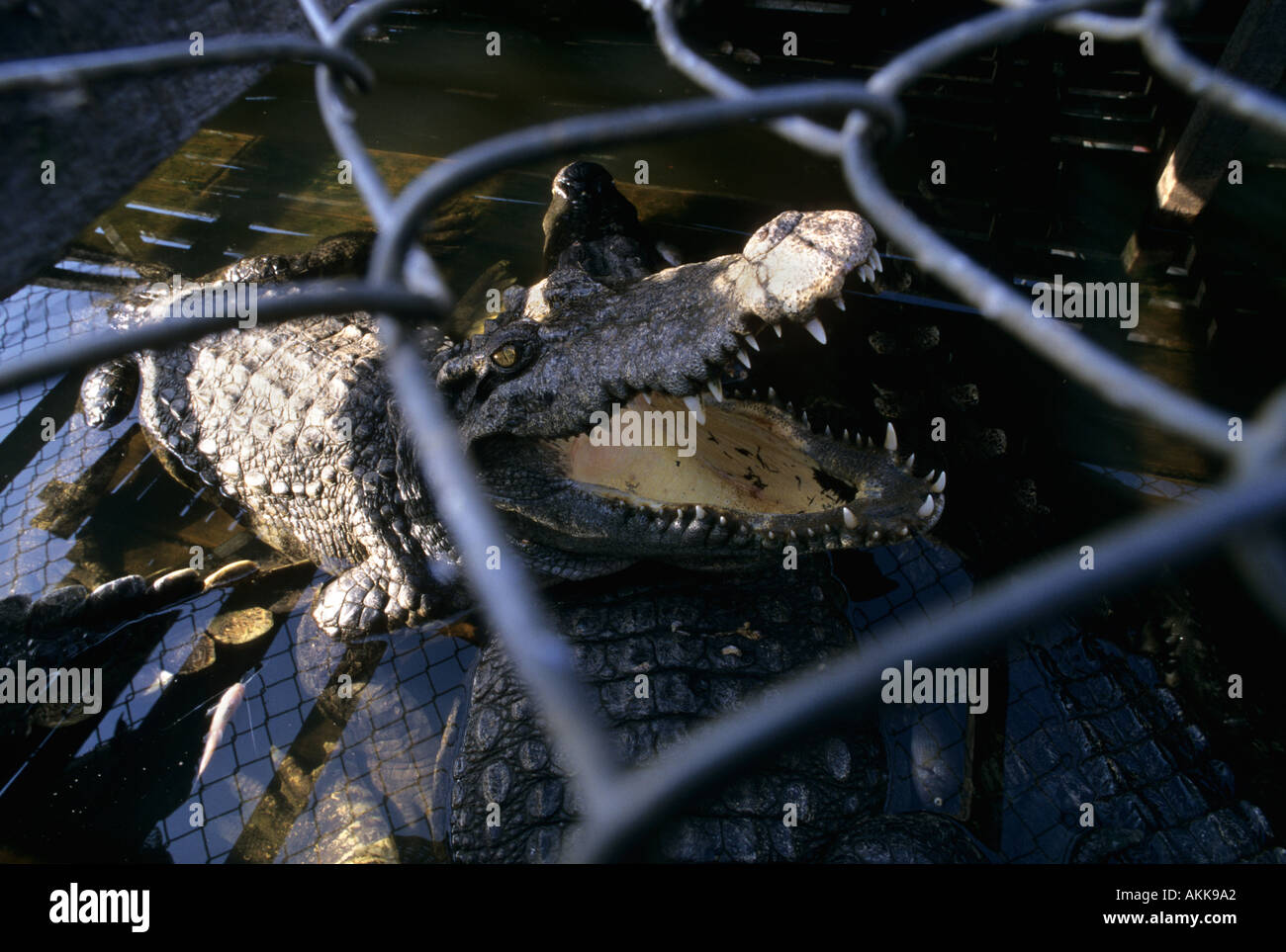 Siamese crocodile Crocodylus siamensis farmed for skin Prek Toal Floating Village Tonle Sap Cambodia Stock Photo