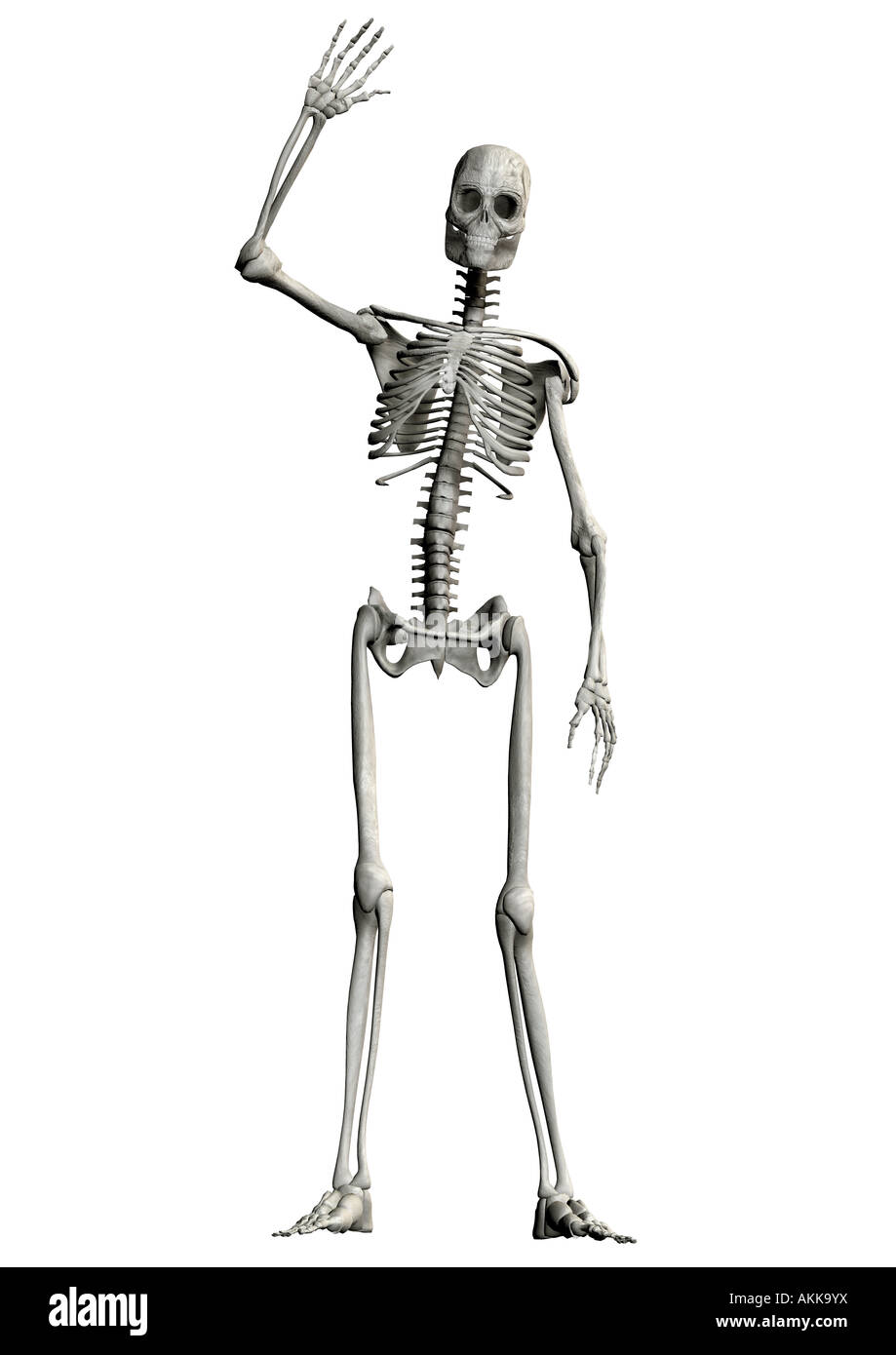 friendly skeleton freundliches Skelett Stock Photo