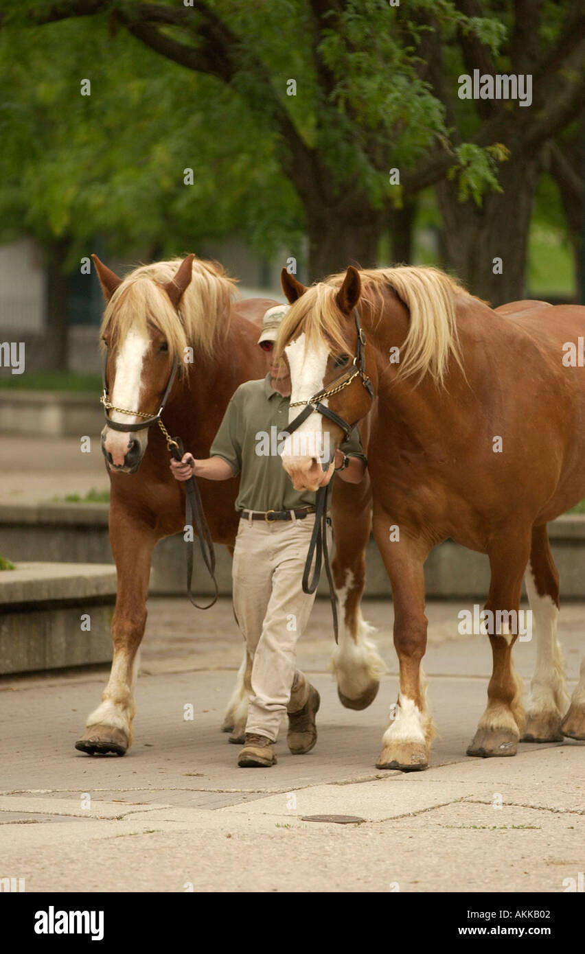 Large horses being led by a man at the Kentucky Horse Center Lexington