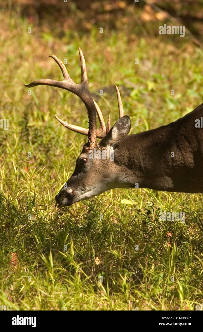 Whitetail 8 point buck in field eating  Stock Photo