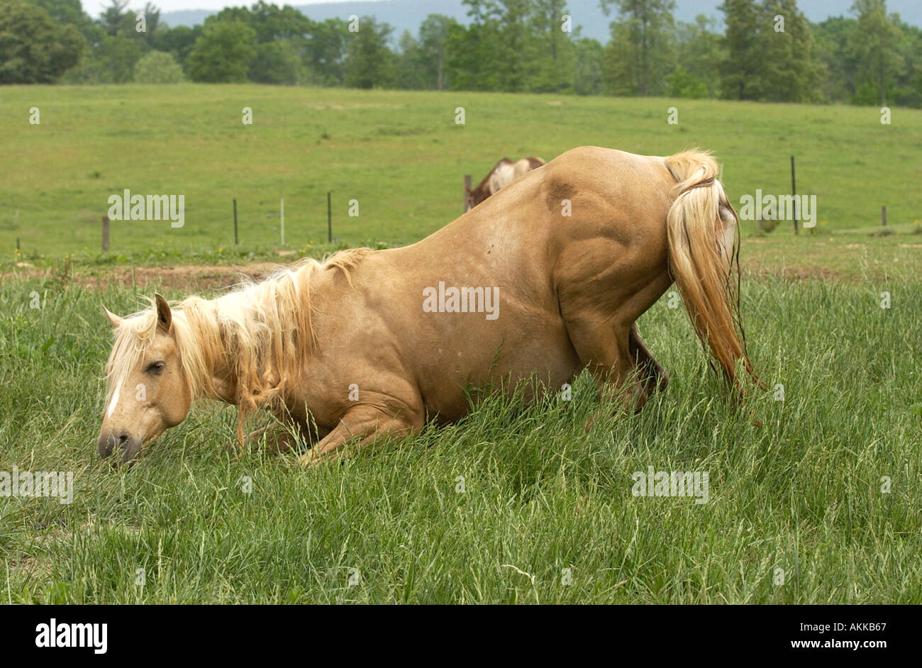 Quarter Horse Mare Giving Birth Stock Photo Alamy