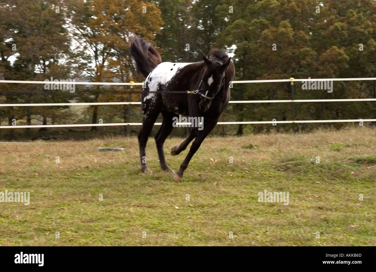 Black appaloosa colt white blanket hires stock photography and images