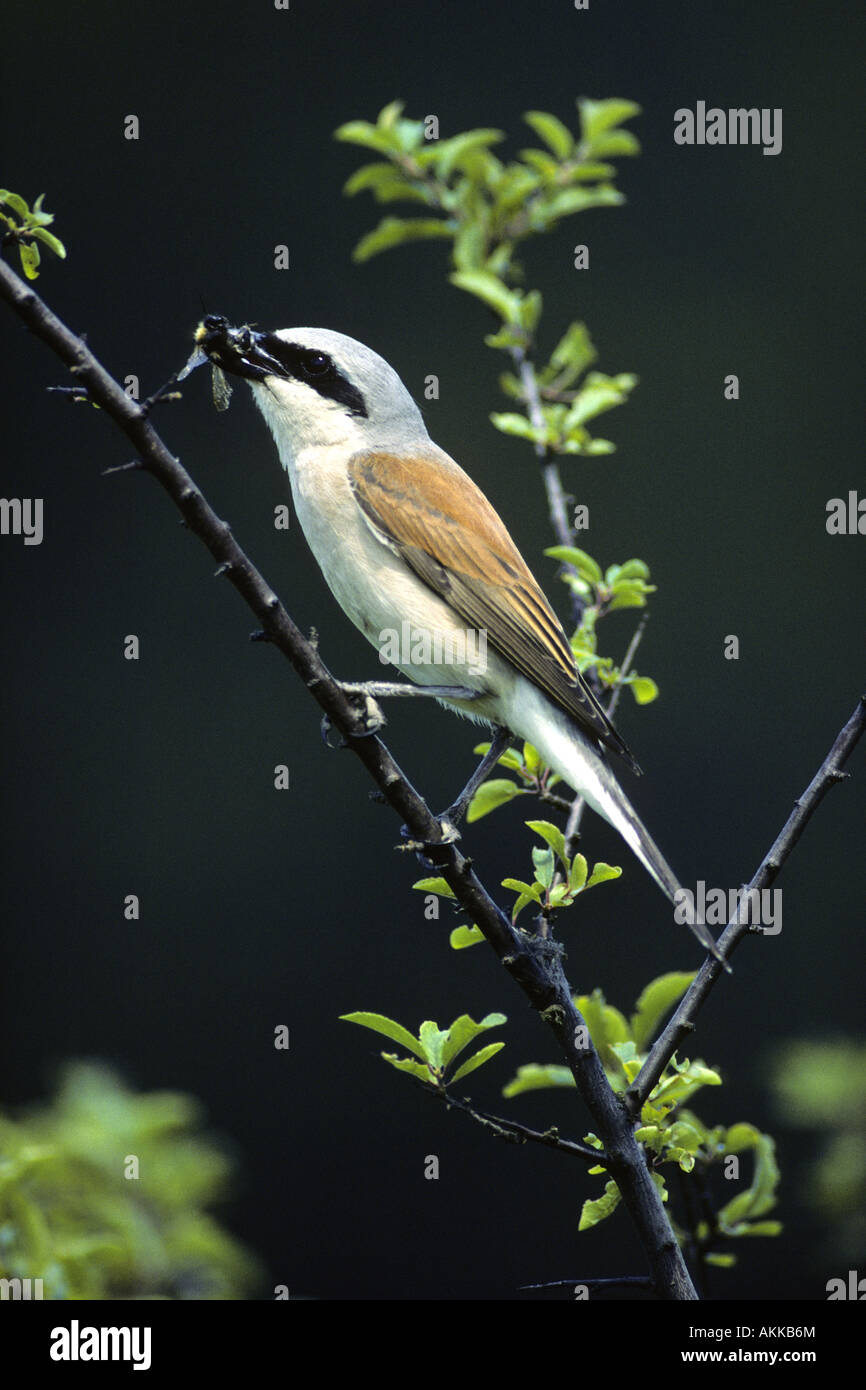 Red Backed Shrike (Lanius collurio), male with bumble bee in its beak Stock Photo