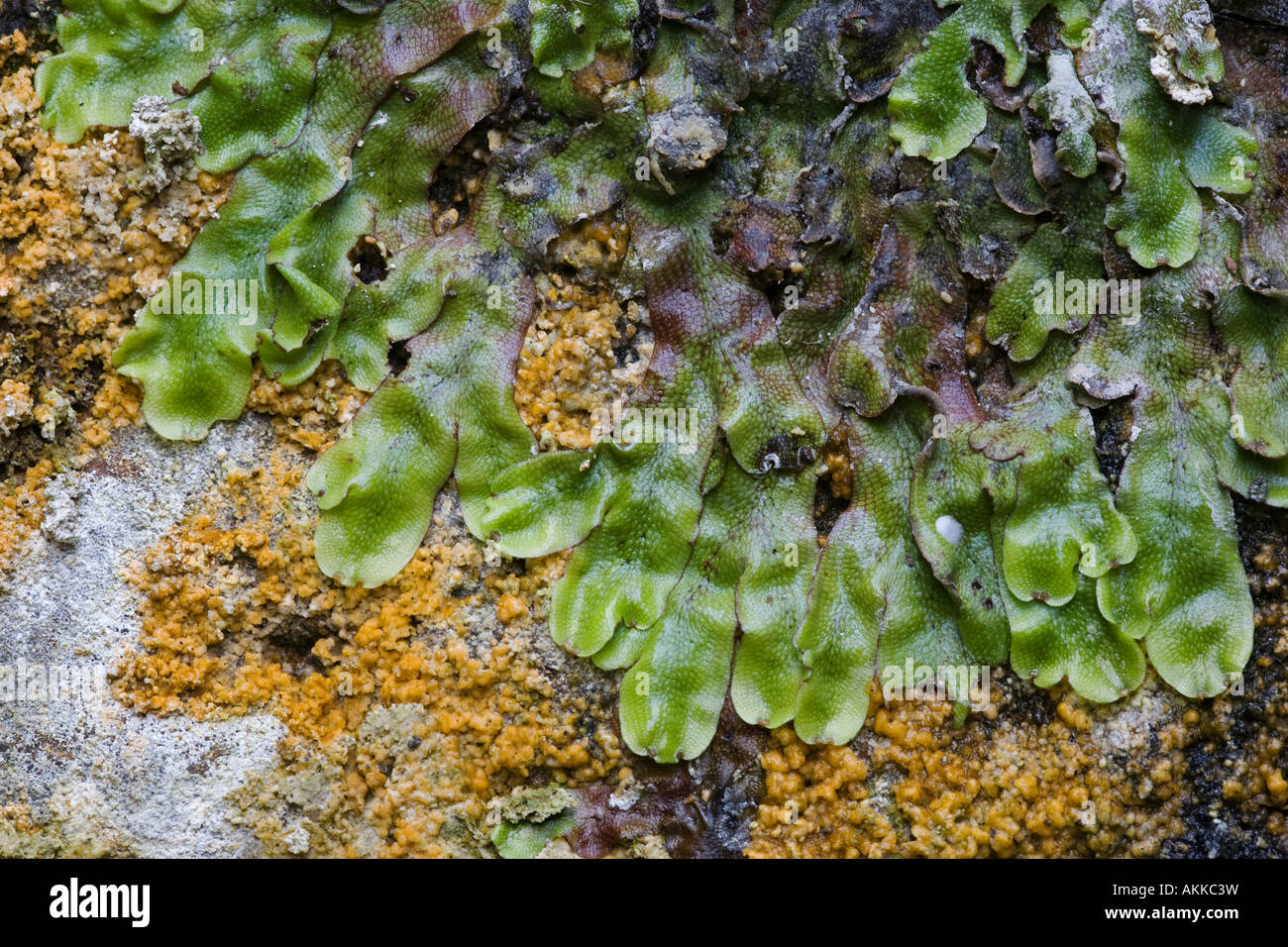 A common liverwort, the Great Scented Liverwort, or Snakeskin liverwort, Conocephalum conicum growing on a stone wall, Derbyshire, Stock Photo
