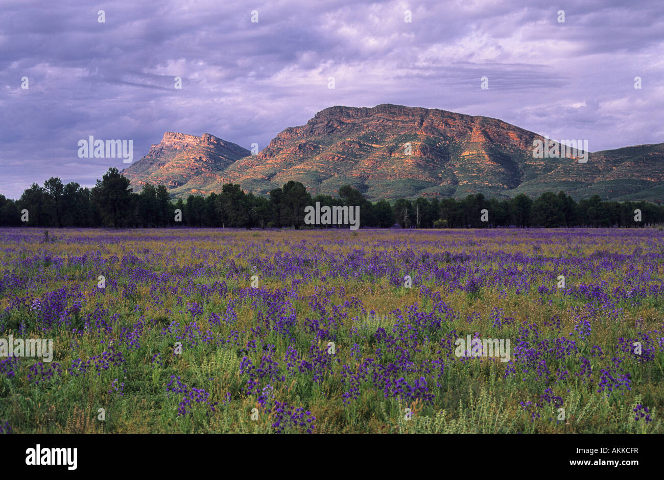 Flinders Ranges and Pattersons Curse Echium plantagineum South Australia Stock Photo