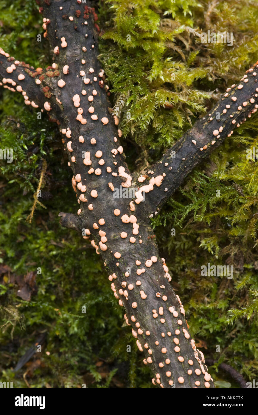 Coral spot fungus Nectria cinnabarina Chatsworth Estate Derbyshire in the Peak District National Park Stock Photo