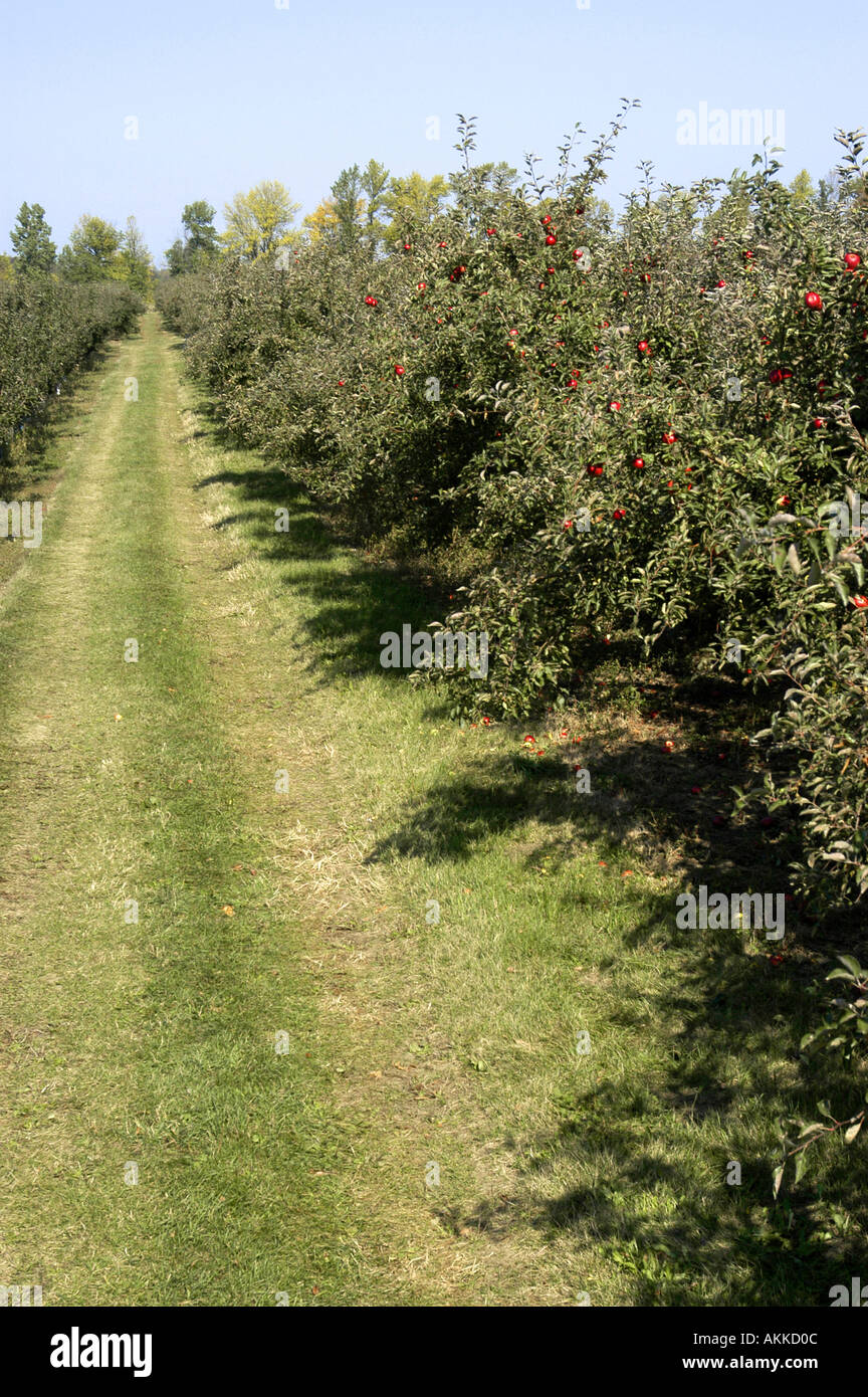 McIntosh apples ready for harvest during autumn time at a fruit orchard