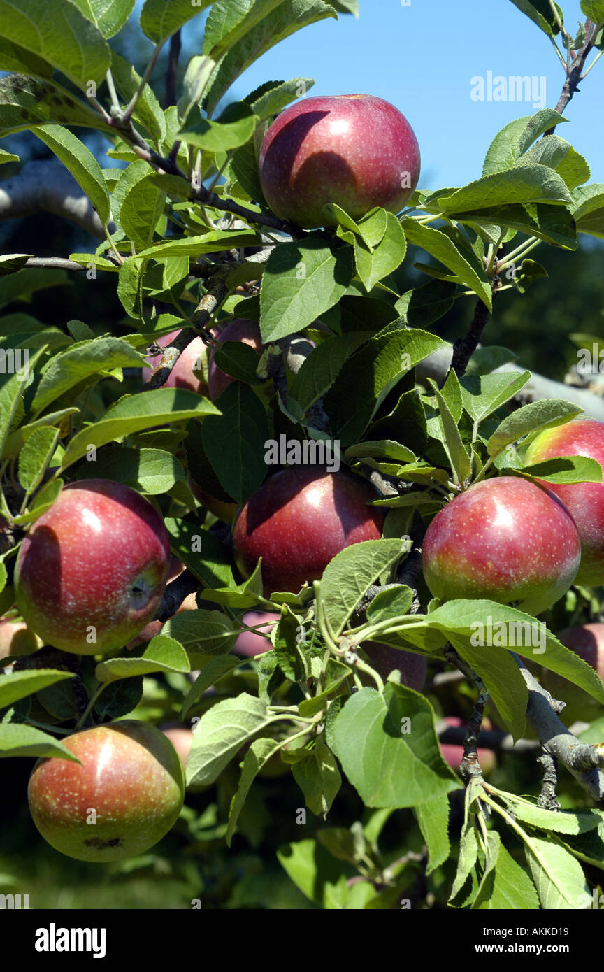 McIntosh apples ready for harvest during autumn time at a fruit orchard