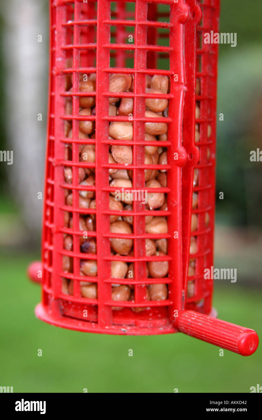 Peanut bird feeder Stock Photo Alamy