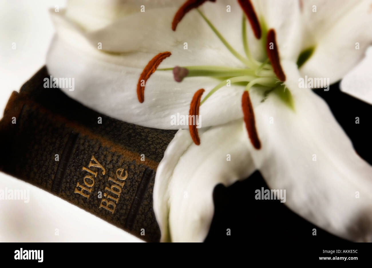 Easter lily on Bible Stock Photo - Alamy