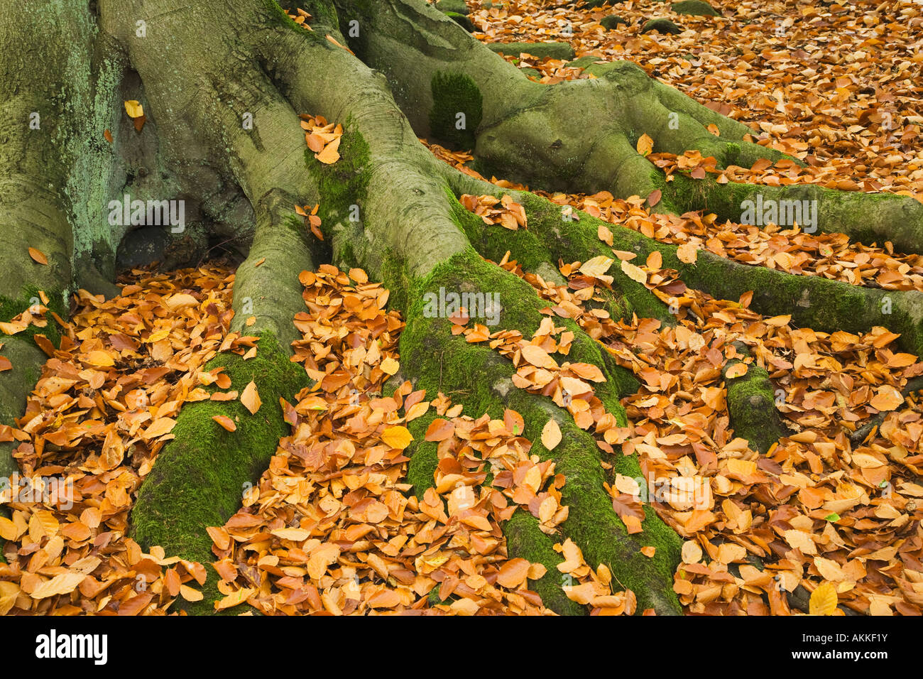 Beech Fagus sylvaticus roots Padley Gorge Derbyshire autumn Stock Photo