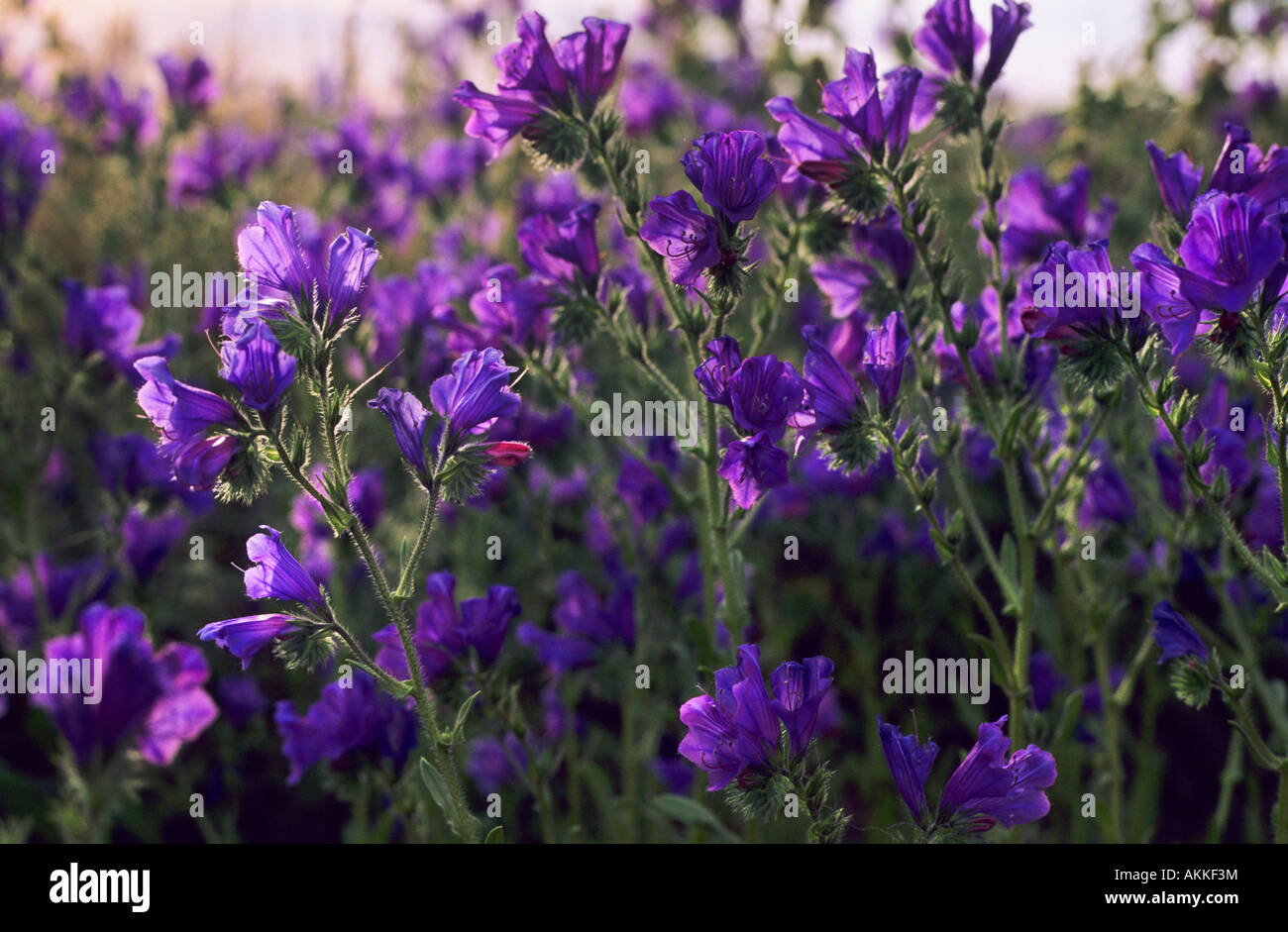 Purple flowers called Pattersons Curse Echium plantagineum South Australia Stock Photo