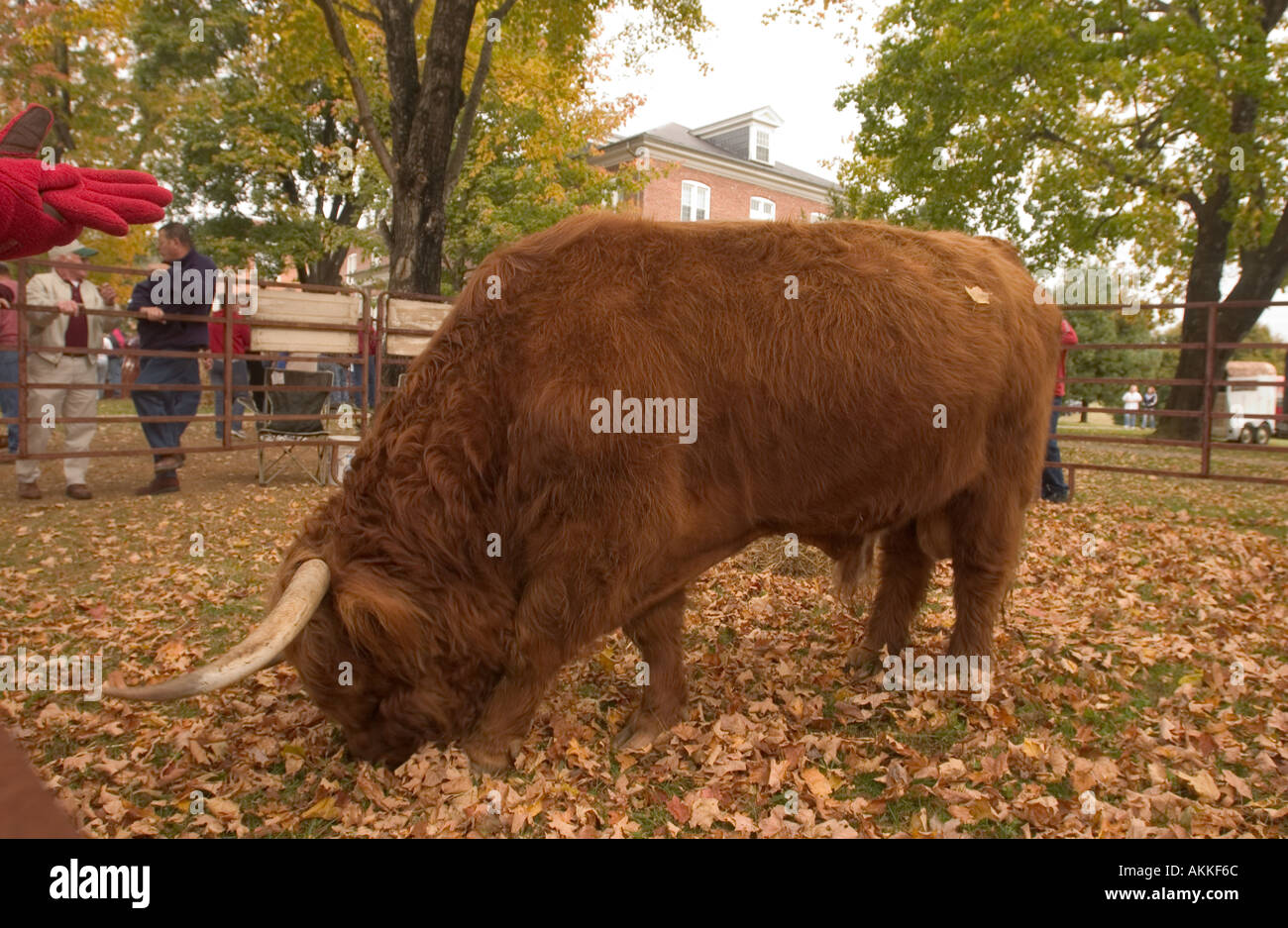 Scottish highlander bull on display at ferrum festival Stock Photo Alamy
