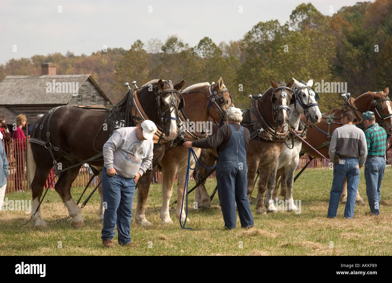 Horse teams at the horse pull competition at the ferrum festival Stock ...