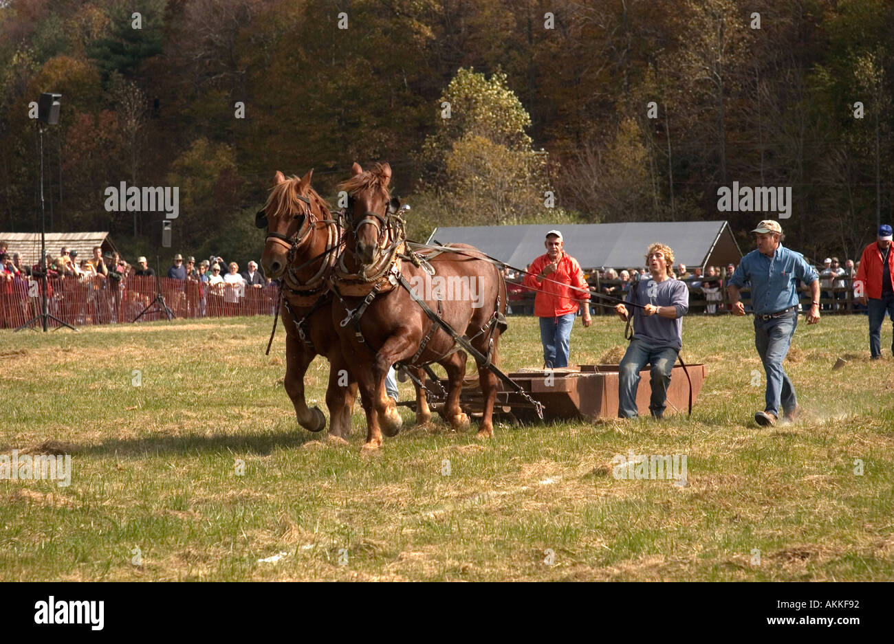 Horse teams at the horse pull competition at the ferrum festival Stock