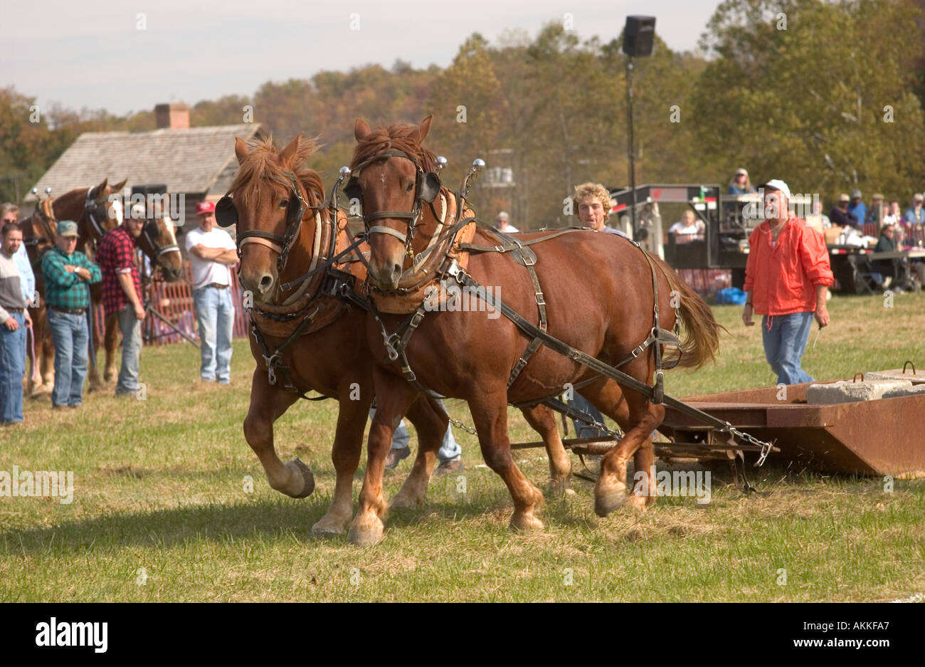 Horse teams at the horse pull competition at the ferrum festival Stock