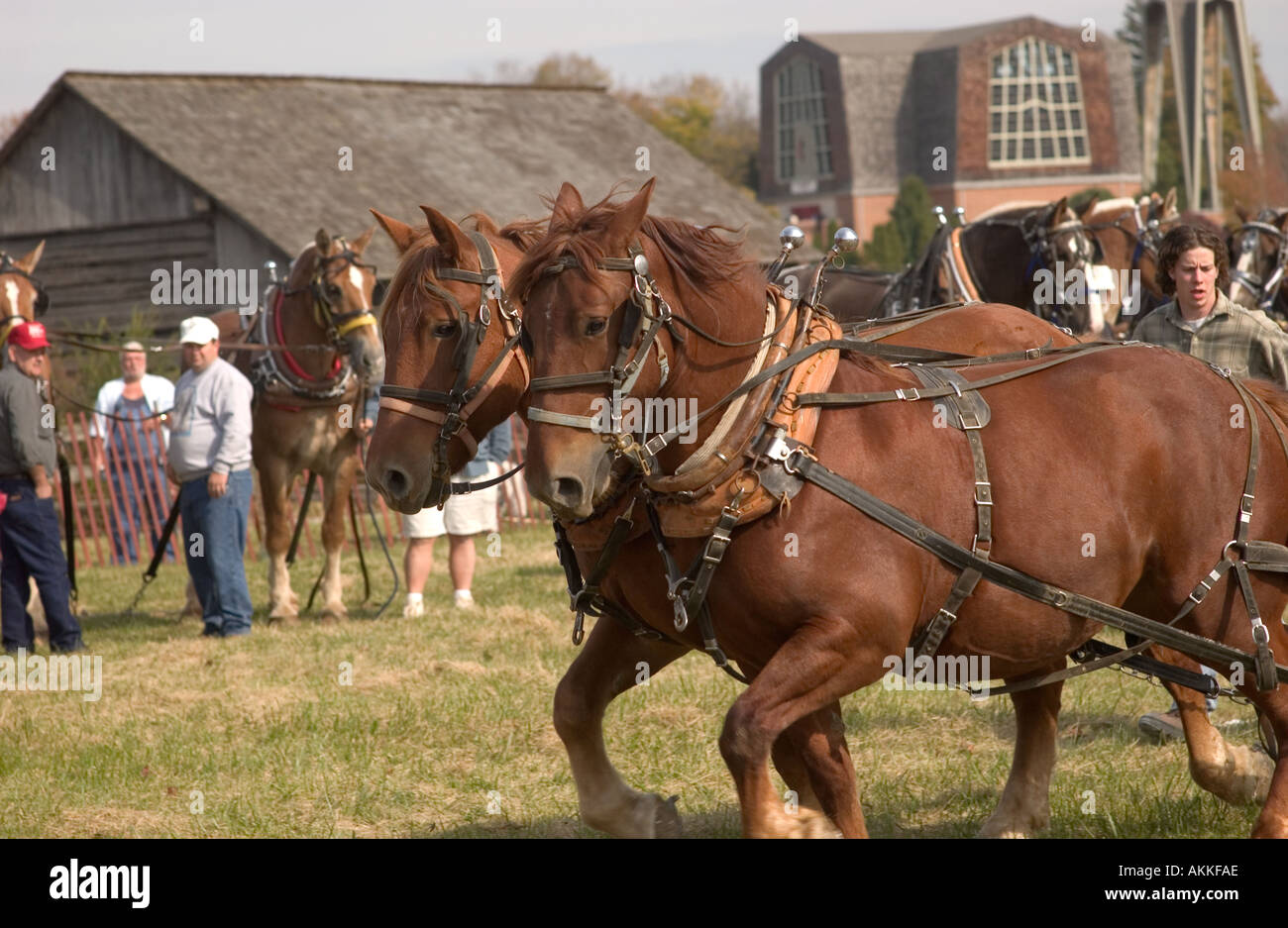 Horse teams at the horse pull competition at the ferrum festival Stock