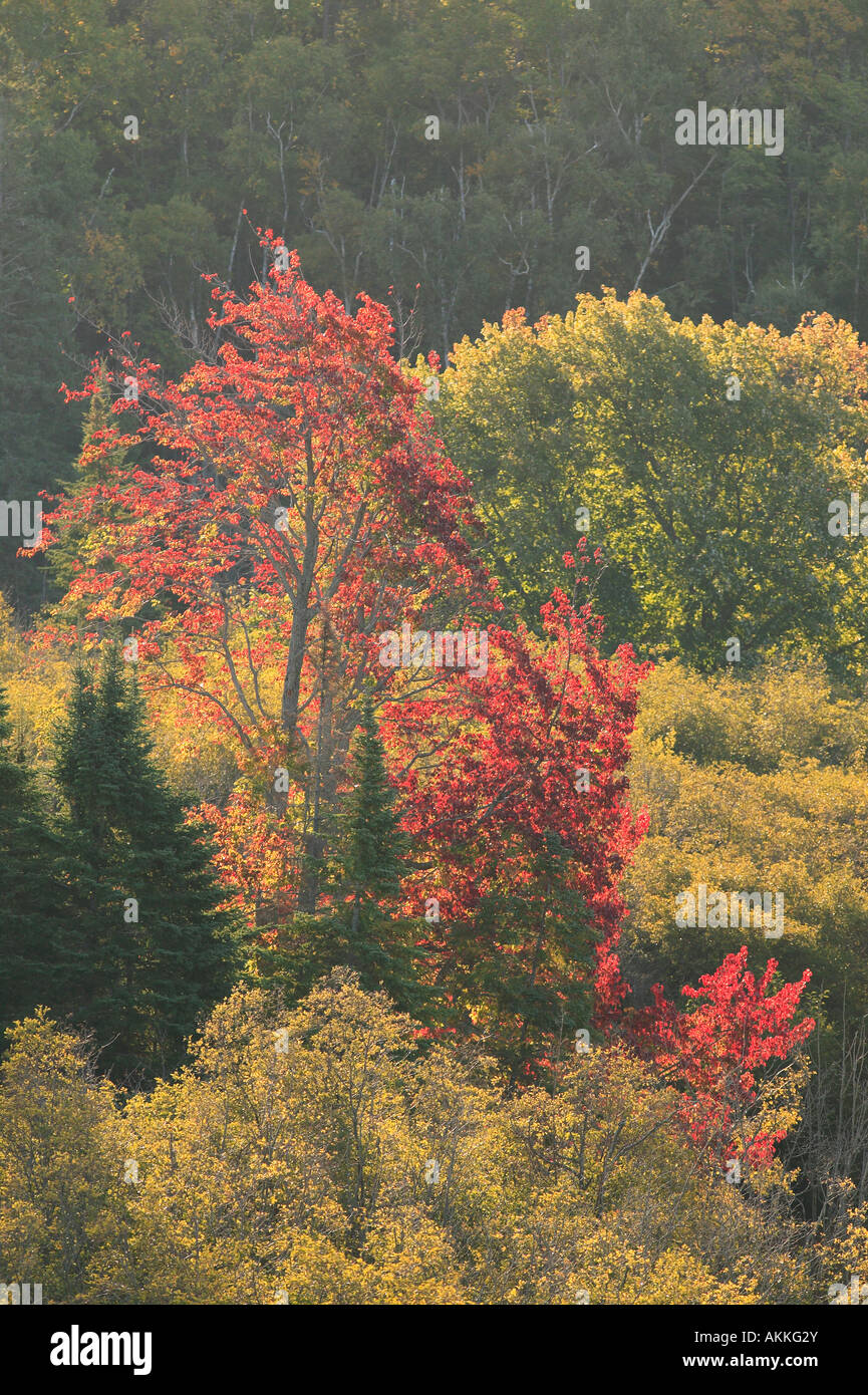 Backlit fall trees Michigan s Upper Peninsula Stock Photo Alamy