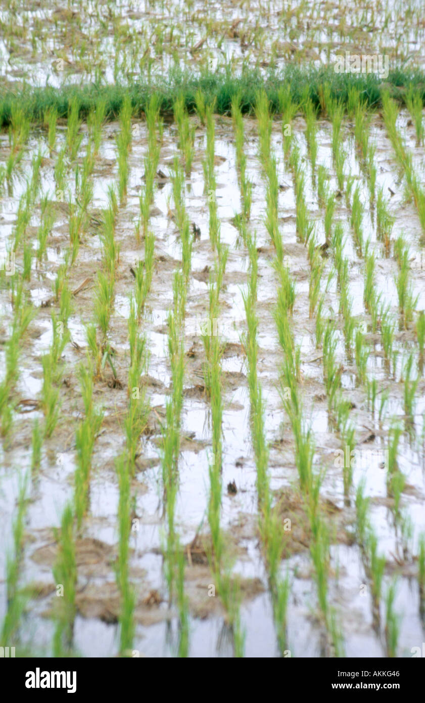 Rice paddies near Bagan Myanmar Burma Stock Photo - Alamy