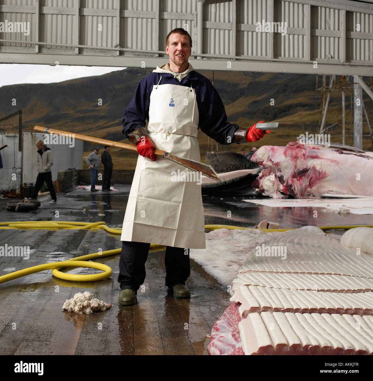 Cutting blubber whale hi-res stock photography and images - Alamy