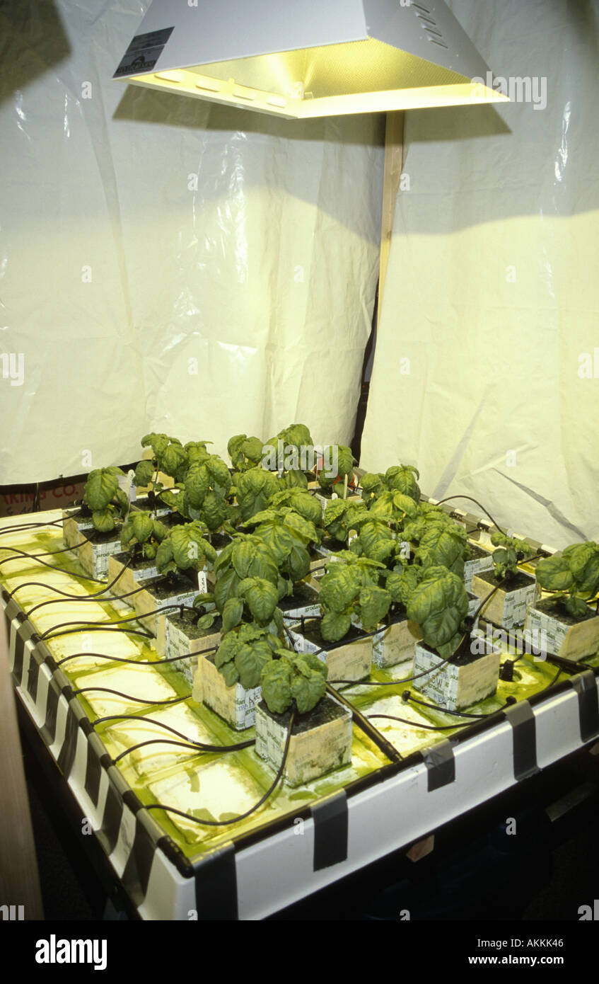 Hydroponic garden classroom hires stock photography and images Alamy